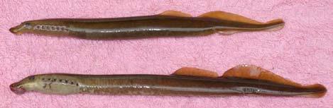Based on the USFWS key, the SMP used the relative size of the eye of Pacific lamprey juvenile compared to Western Brook lamprey adults as a key to identifying the different species/life stages