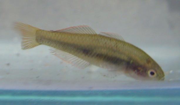 Fish specimen at Leslie Patrick Park,