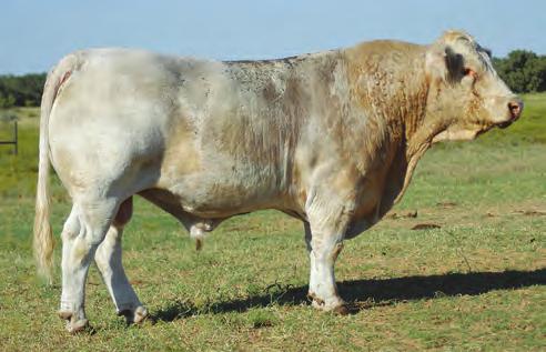 62 Due prior to sale day to RE Max Dynasty 510 ET (EM877018), a Maximo son out of JDJ Ms Dynasty L428 that is siring awesome calves for Evans and Deen Ranch.