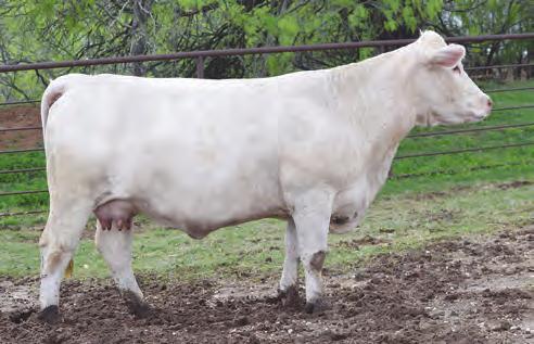 85 42A: Heifer calf born 4/8/18 sired by JDJ Smokester J1377 PET.