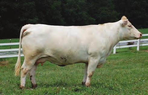 62 Bred AI on 7/12/17 to JDJ Equity Z370; PE from 7/22/17-11/4/17 to SF Ledger 4021P (851402). Ultrasound 45 days bred on 11/24/17.