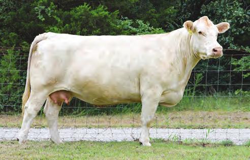 2 16 0.68 0.022 0.19 191.86 Sells open. The opportunity is yours to have a female that stems back to the foundation dam for countless programs out of JWK Vanessa D029 ET.