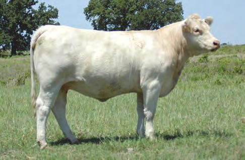 re a real duchess 154 et Selling as Lot 1 1 RE A REAL DUCHESS 154 ET 8/27/11 POLLED EF1168607 LE 154 LHD PERFECT ALI G1312 ET CJC ILLUSION N111 CJC MS PRODUCTIVE K1645 BHD REALITY T3136 P M762026 $