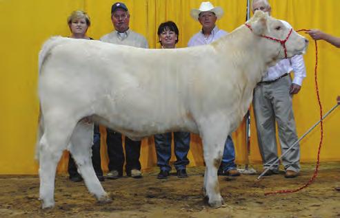 39 Sells safe in calf 7 months to BC E46 Dynasty C32 PET (EM873923), a Cigar x JDJ Ms Dynasty L428 son. Donor Alert!