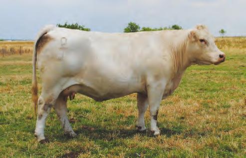This female ranks in the top 6% for weaning weight, 8% yearling weight and 25% for TSI. 154 topped the 2013 President & Reality sale at $13,500 to Taconey, Biggs, and Little W.