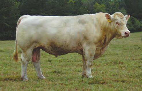 The females from this mating would definitely be the keeping-kind and very possible donors in their own right. Her bulls are true herd sires with many becoming to be known for their offspring!