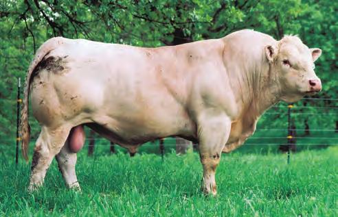 scc cigar 3022 et Sire of Lot 7 RE CIGAR DAUGHTER 162 7 4/17/11 POLLED F1144375 LE 162 WCR SIR PERFECTION 734 LHD MS SHOWME OFF W159 SCC CIGAR 3022 ET M682597 LHD MR BELLMARK R113 OCR CLASSIC QUEEN