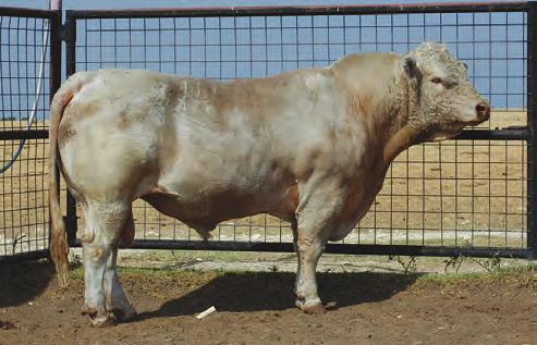 09 7A: Bull calf born 3/8/18 sired by BLB Wrangle Up C88 (M862497).