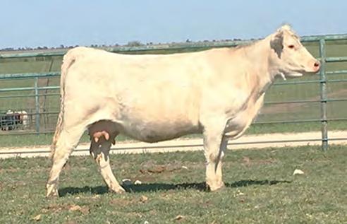 31 213.65 Heavy bred due 4/18/18 to RBM Fargo Y111. Here s your opportunity to purchase a female straight from the heart of the Lindskov-Thiel program.
