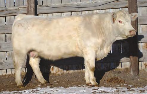 15 TML FIRST LADY 443 P 11/12/14 POLLED F1210356 LE 443 CJC MR PRESIDENT T122 DS COMMANDER IN CHIEF 103 M798112 M6 FULL THROTTLE 2138 PET DS EASE S MISS 503 TO EASE S MISS 1023 P ET DR DON DIEGO ET