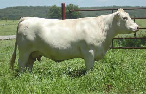 01 15A: Heifer calf born 3/16/18, 61 lbs., sired by BLB Reward B65 (M851657). Here is your opportunity to purchase a granddaughter of JWK Katrina E185 ET, which was a feature at the Morven Dispersal.