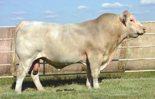 Bred AI on 4/7/18 to JDJ Maximo A18 P. 7302 s sire, M6 Full Throttle 2138 P ET, is a female maker, which is the combination bull of the Wienk and M6 programs.