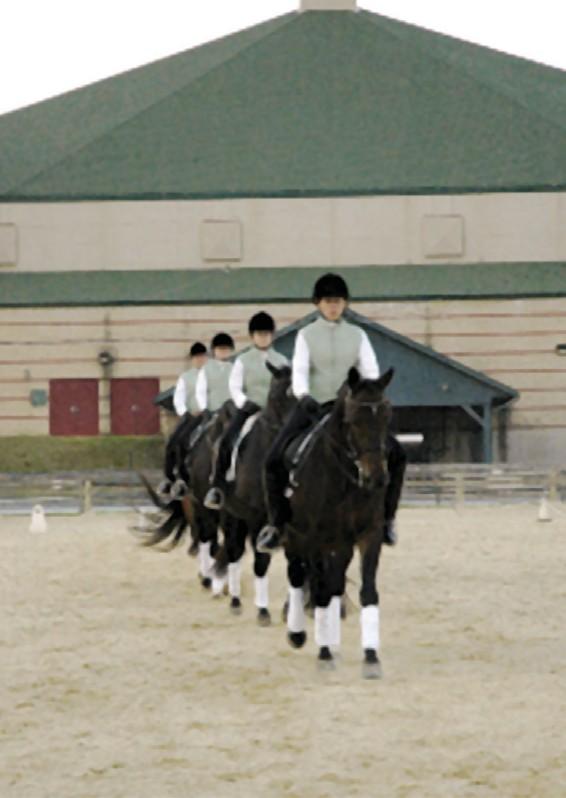 Canter work may be tried only when all horses can be easily regulated at the trot. It is critical that distance is kept until the horses are comfortable with each other.