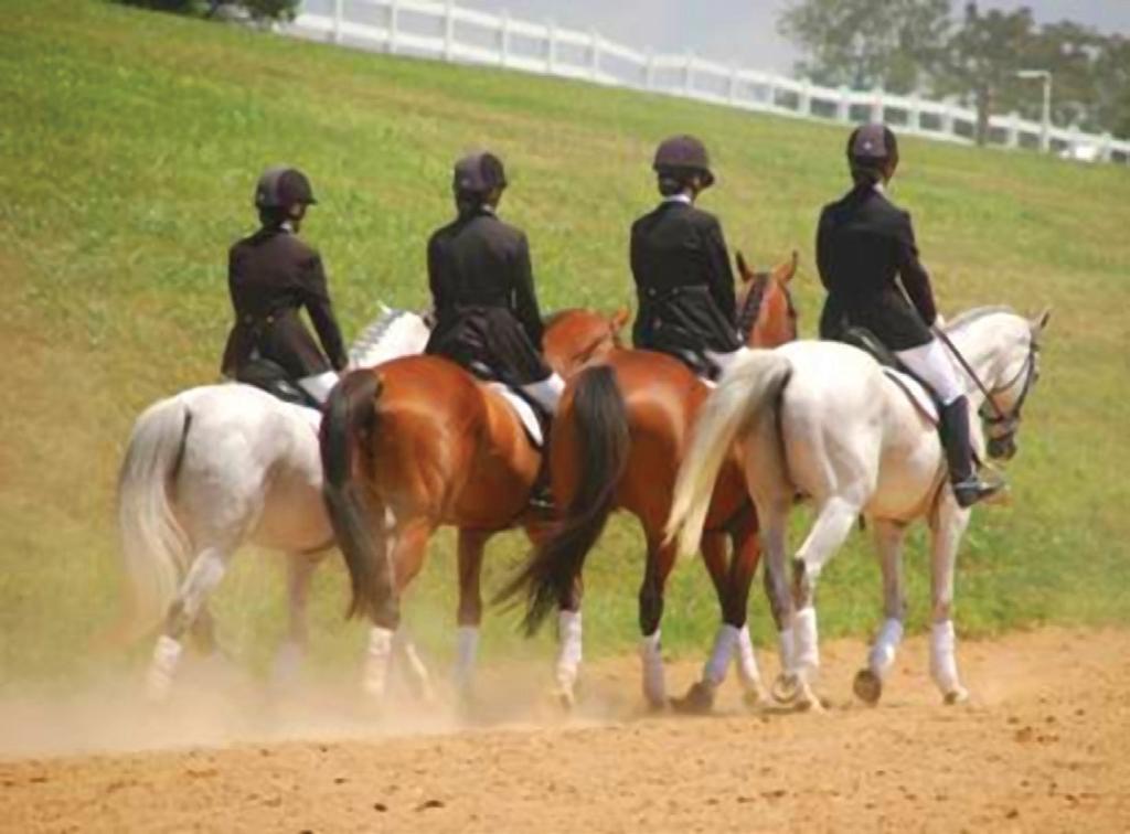 perform alone and may sometimes be difficult in a warm-up ring with other horses, can at an early age become used to behaving in company.