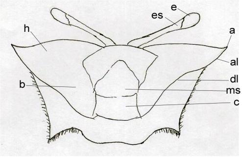The anterior flange in gonopod being larger with narrow and tapering inner process, Thumb short but well developed. Abdomen is made up of eight plates. Fourth plate much elongated. [1], [6].