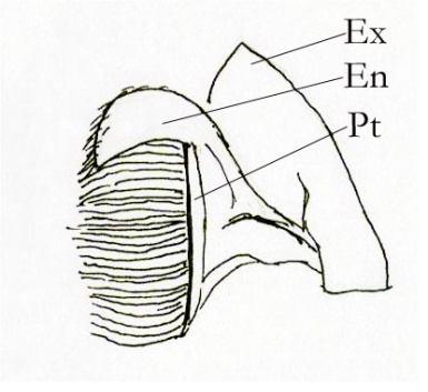 11 - Second maxilla (left) in Uca species Ex-