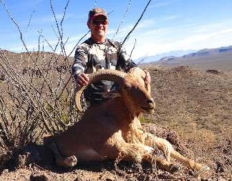 These animals are free range and are hunted in a manner consistent with hunting Rocky Mountain or Desert Bighorn Sheep.