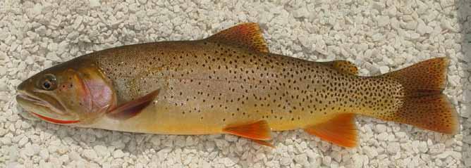 Idaho s Cutthroat Grand Slam Cutthroat Trout Idaho s State Fish by Brett High IDFG Idaho s state fish is the Cutthroat Trout Cutthroat Trout are native to this state, and were picked as the fish to