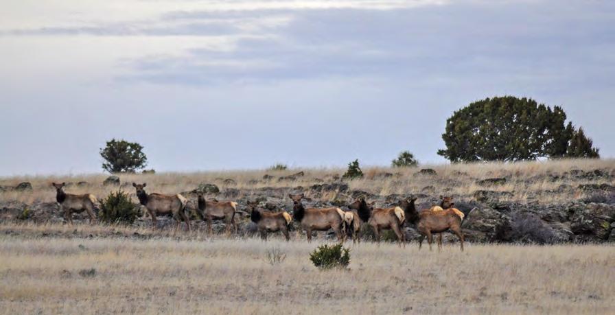Located in a Trophy Hunting Area Heavenly Acres Ranch is located in New Mexico s Game Management Unit 15, an area renowned for trophy elk.