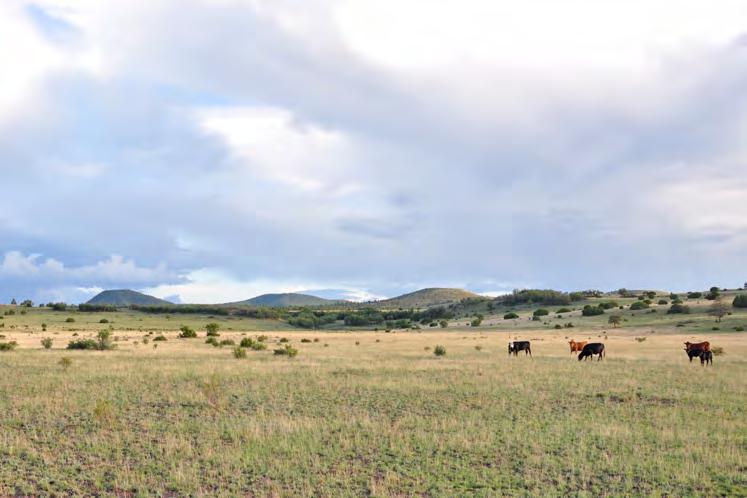 Heavenly Acres Ranch currently runs 140 steers from May to November. The 1,120 acres of BLM land is permitted for 43 head, plus or minus, depending on grass conditions.
