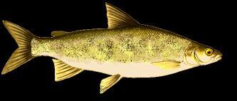 Status of the Lake Erie Fish Community 2010 Predator Trends (East)