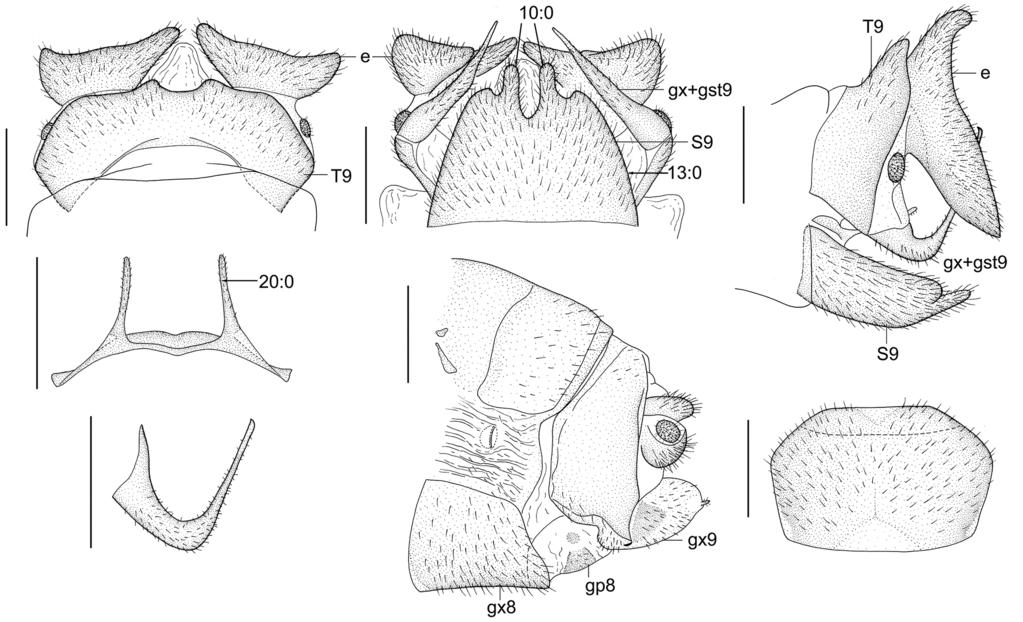 ARTHROPOD SYSTEMATICS & PHYLOGENY 73 (1) 2015 44 45 46 47 48 49 50 Figs. 44 50. Neurhermes selysi (van der Weele). 44: Male genitalia, dorsal view. 45: Male genitalia, ventral view.