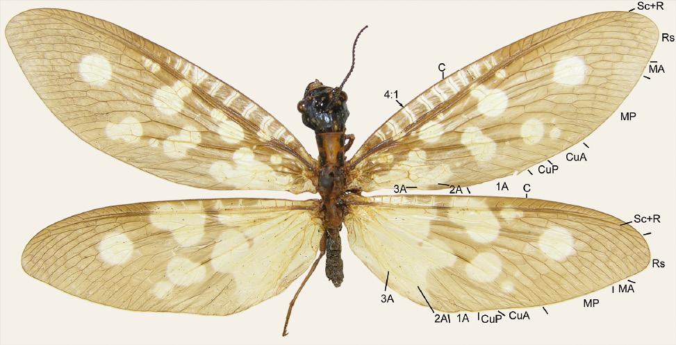 LIU et al.: Systematics of Neurhermes dobsonflies ninth gonocoxites are strongly inflated distally, while such distal inflation is absent N. costatostriata, N. nigerescens, and N. selysi. 17.