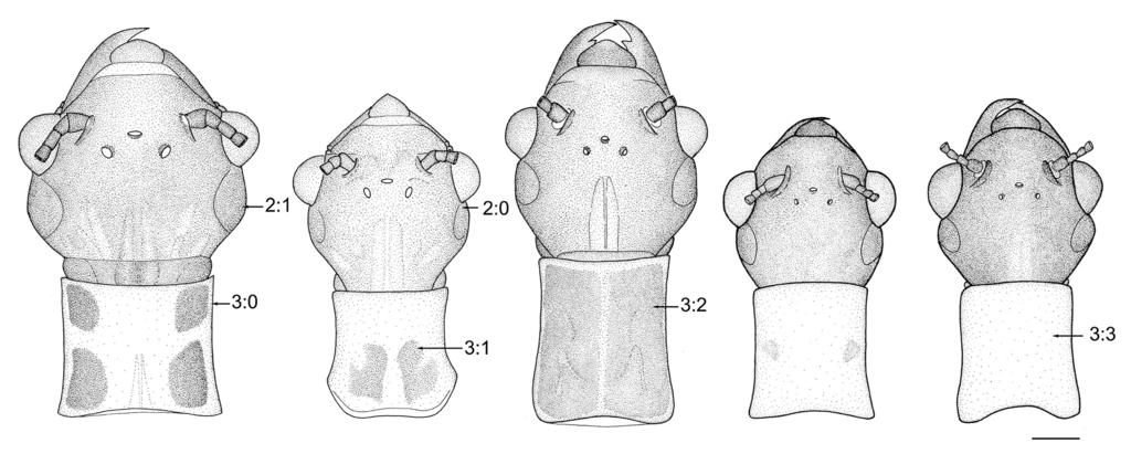 ARTHROPOD SYSTEMATICS & PHYLOGENY 73 (1) 2015 15 16 17 18 19 Figs. 15 19. Head and pronotum of Neurhermes species. 15: N. costatostriata (van der Weele). 16: N. maculipennis (Gray in Cuvier). 17: N.
