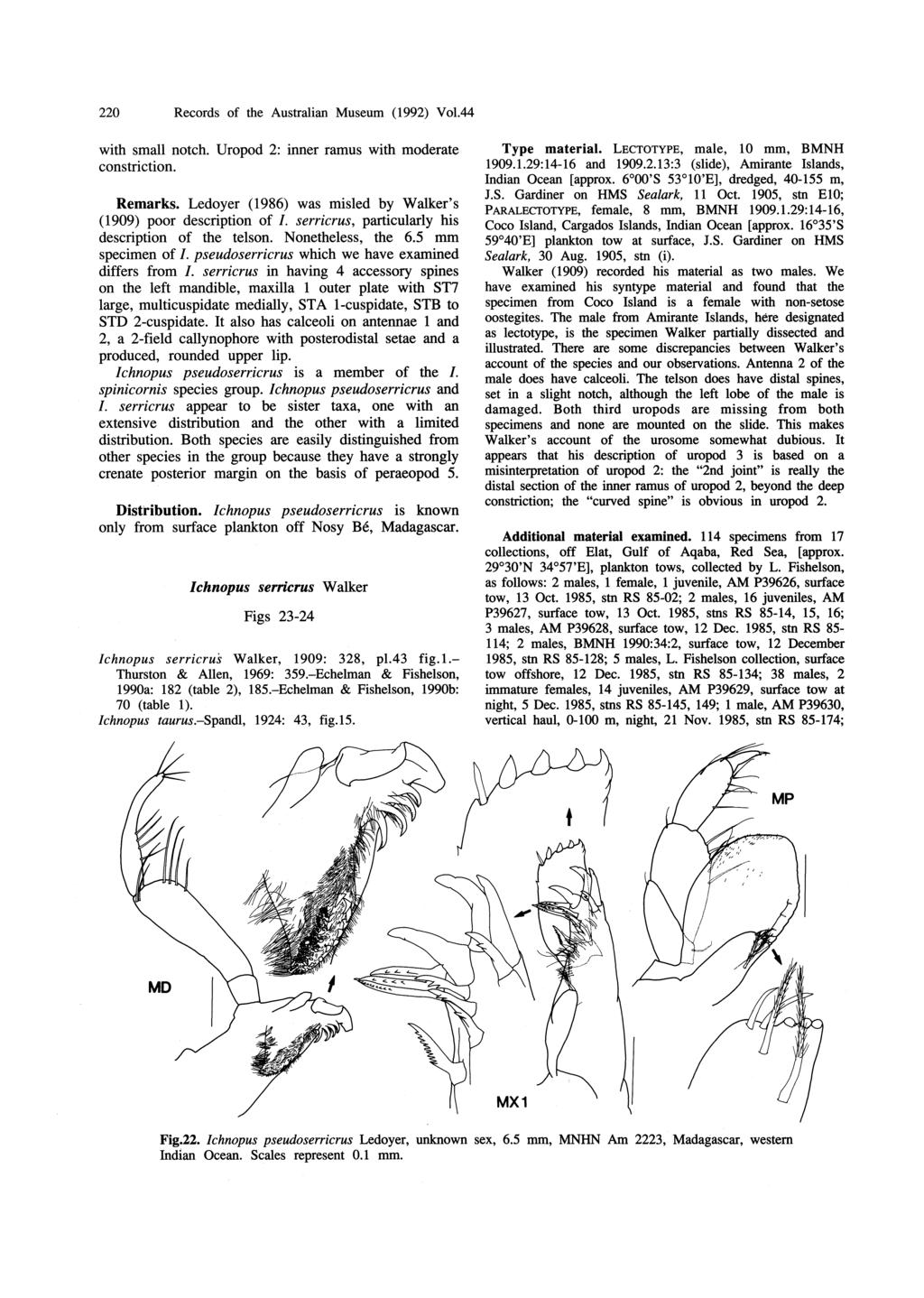 220 Records of the Australian Museum (1992) Vo1.44 with small notch. Uropod 2: inner ramus with moderate constriction. Remarks. Ledoyer (1986) was misled by Walker's (1909) poor description of I.