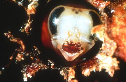 Beekeeping PURDUE EXTENSION E-201-W Department of Entomology PARASITIC MITES OF HONEY BEES Greg Hunt, Bee Specialist, Purdue University VARROA MITES Varroa mites (Varroa destructor) can be seen on