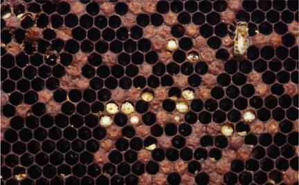 Careful inspection of highly infested colonies often reveals unhealthy looking brood, and mites can be seen after removing the cappings of the sealed cells.