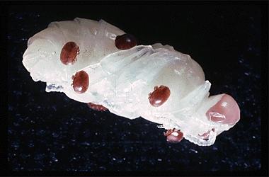 3 Parasitic Mites of Honey Bees E-201-W Figure 3. Drone pupa with adult mites on it. Drones can be recognized because they are larger in size and have larger eyes than workers.