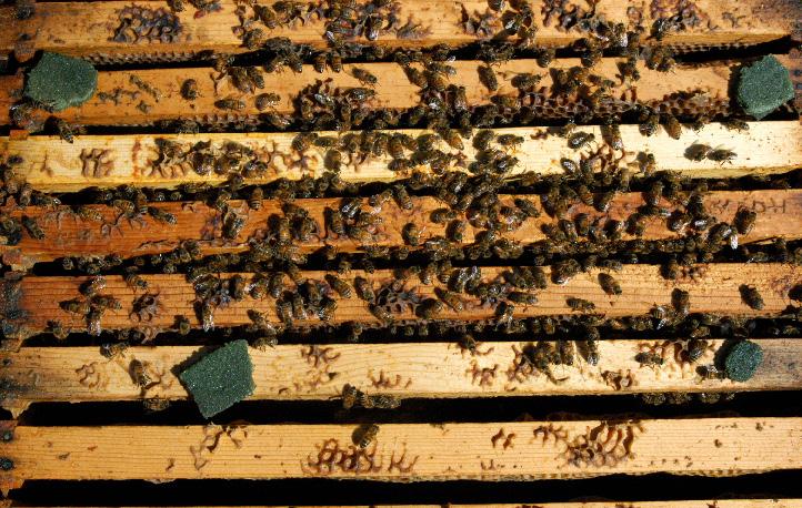 Parasitic Mites of Honey Bees E-201-W apiary together unless you have monitored all of them and determined which need treatment.