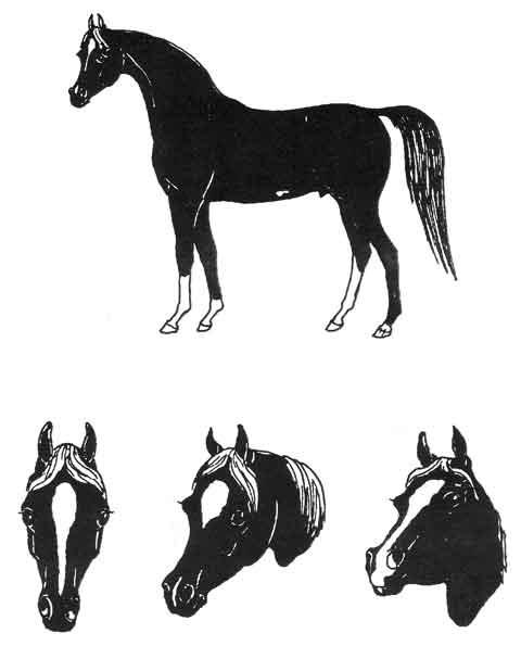 COLOURS AND MARKINGS Arabian Horse Society of Australia Purebred Standard of Excellence Colours may be chestnut, grey, bay, brown and black. White facial and leg markings are common.