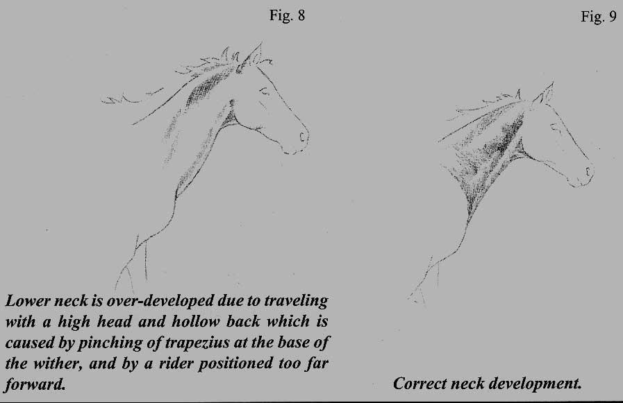 By Len Brown http://thecorrector.net/id21.html SOUND OR SORE? How to Tell if Your Horse Has a Sore Back 1. Four Physical Traits Common to the Sore-Backed Horse.