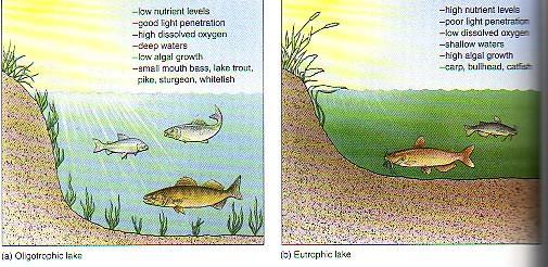 EUTROPHICATION Eutrophication is usually accelerated by land run-off.