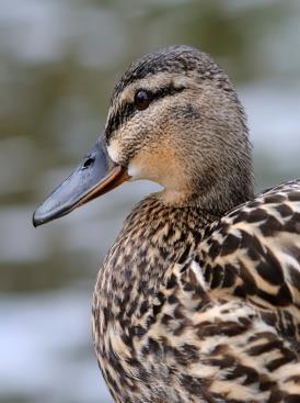 ADAPTATIONS - WETLANDS Ducks have long