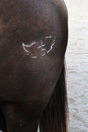 The Smiths' brand of wings and 45 is shown on one of their horses. The brand is freeze branded, which causes less pain for the horses.