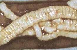 In the immature stage worms are found in the intestines of humans and predators. Eggs are excreted with faeces into the grass and the animals becomes infested if they graze in the same area.