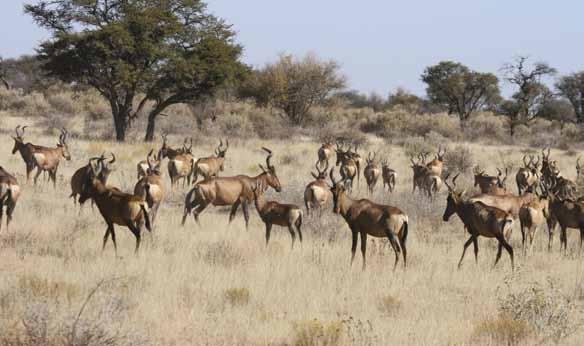CHAPTER 5 SETTING UP A FIELD ABATTOIR Hartebeest (Source: Agriforum) It is usually the game harvesting team who is responsible for setting up the field abattoir.