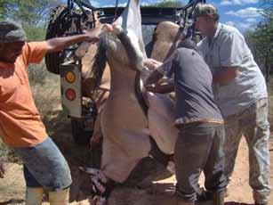 Evisceration of white offal in field (Source: Mos-Mar Harvesting Team) that the white offal of shot game be eviscerated at the field abattoir where proper lighting is available.