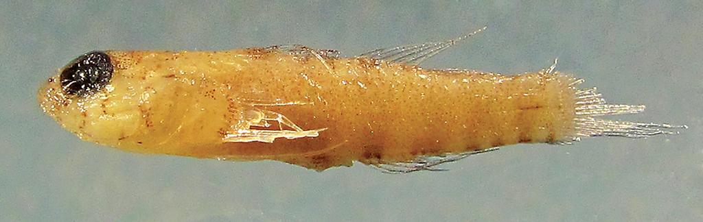 Figure 13. Eviota sp., preserved, ROM 76398, 11.9 mm male, Palau (D.W. Greenfield). Eviota Palau sp.