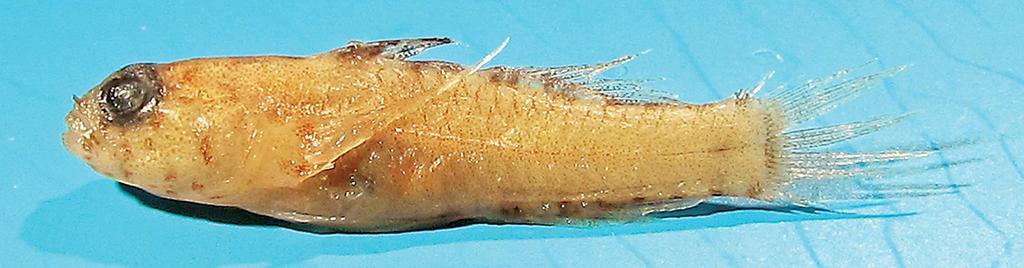 Figure 5. Eviota maculibotella, preserved holotype, ROM 73333, 13.7 mm SL, female, Vietnam (D.W. Greenfield). Measurements (based on holotype and 6 paratypes, 12.6 15.8 mm SL): head length 33.6 (27.