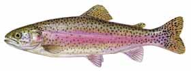 Some broken lines White Bass Arched back White bass are also distinguished from striped bass and striped bass hybrids by the tongue patch.