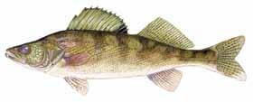 Statewide Daily & Size Limits (405) 521-3721 Walleye, Sauger, Saugeye Statewide Daily Limit: 5 (combined) Statewide Minimum