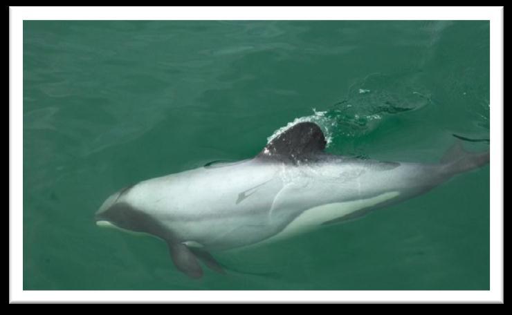 Quick Facts Dolphins The Maui s dolphin found off the west coast of New Zealand s North Island. At 1.7m it is the smallest of the dolphin species and also one of the rarest.