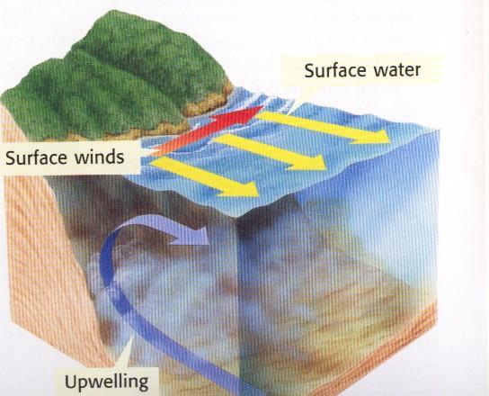 Upwelling 1. Winds move warm surface water away 2.
