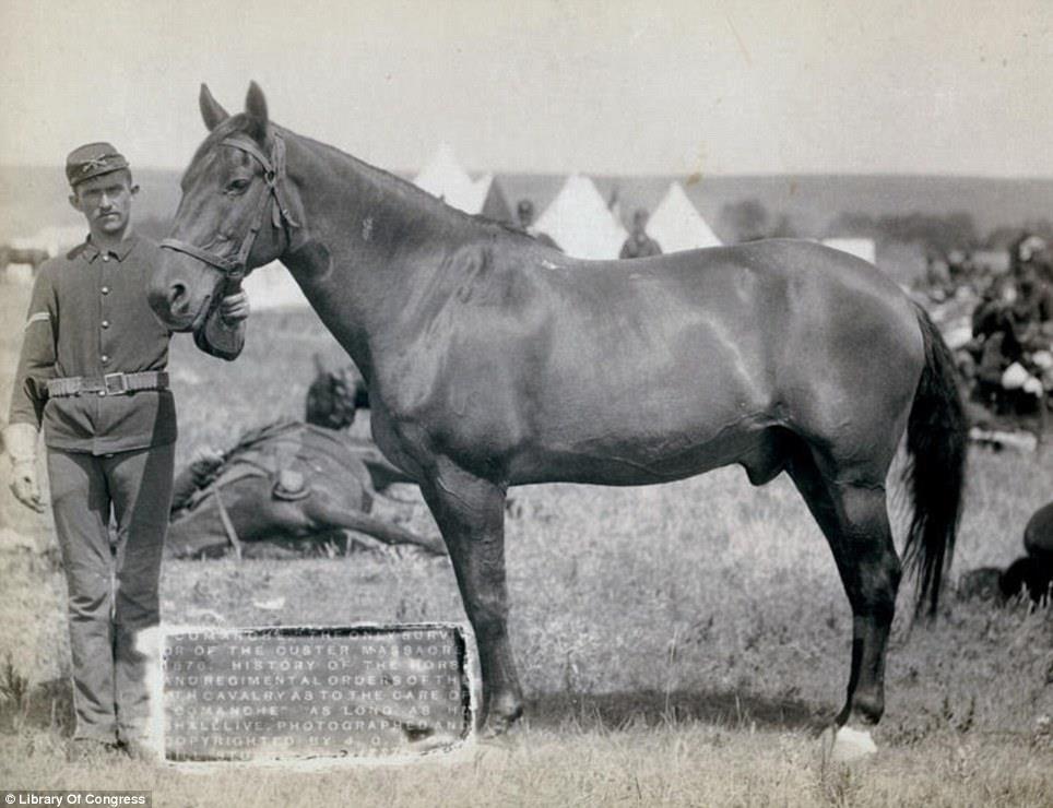 Horse hero: Comanche, the only survivor of the Custer massacre of 1876.