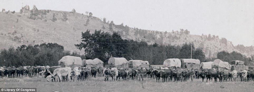 Wagon train: Oxen lead out the wagons in a photograph titled