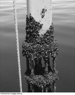 Zebra Mussels Attached to a Water Current Meter in Lake Michigan, U.S.